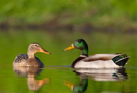 Metzer Farms Duck And Goose Blog Mallard Ducks