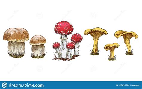 Mushrooms Set Vector Illustration Of Different Types Of