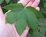 There are various interesting facts associated with the sycamore tree, highlighting its physical features, characteristics, and history. Sycamore - Tree Guide UK Sycamore identification