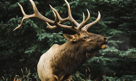 What The Elk Symbolizes Spiritual Meaning In Dreams And More Om Your