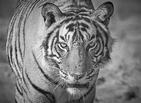 Wild Royal Bengal Tiger Black And White Portrait Photograph By Mikey