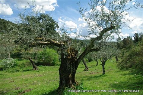 Centenarian Olive Trees Tree Olive Tree Olive