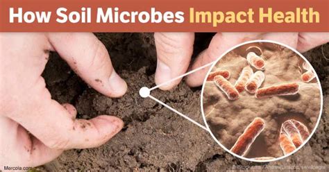 How Soil Microbes And Intracellular Communication Affect Health