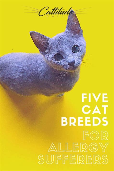 5 Mostly Hypoallergenic Cat Breeds For People With Allergies Artofit