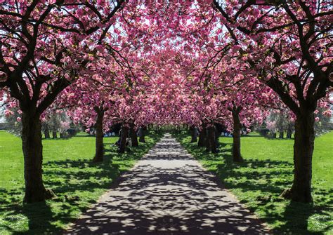 Cherry Blossom In London Where To Find It