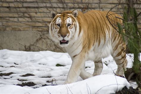 Golden Tiger Iii This Is A Golden Tiger An Extremely Rar Flickr