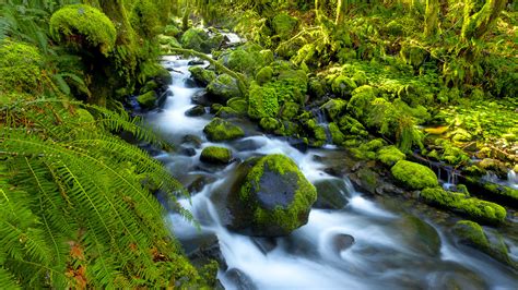 Forest Water Stream Wallpapers 66 Wallpapers Wallpapers 4k