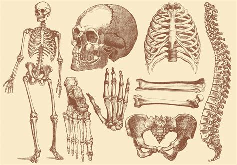 Old Style Drawing Human Bones 109645 Vector Art At Vecteezy