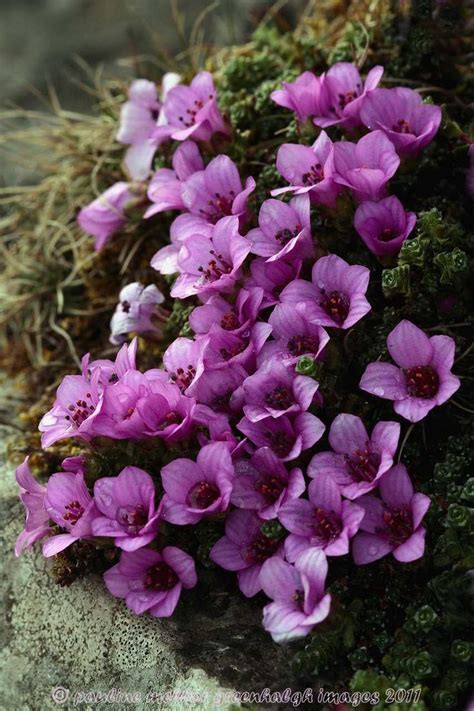 40 Best Norwegian Plants Images On Pinterest Norway Plants And Allium