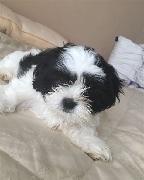 Maybe you would like to learn more about one of these? Shih Tzu Puppies For Sale | Springfield, MA #261347