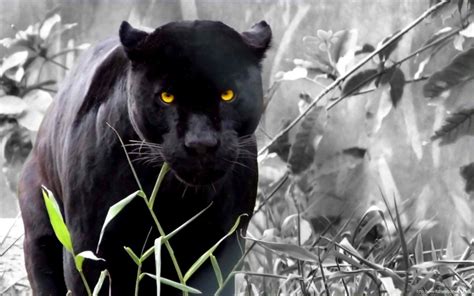 100 Cool Black Panther Animal Wallpapers