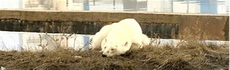 Visibly Weak Starving Polar Bear Wandered Into Major Russian City Pet