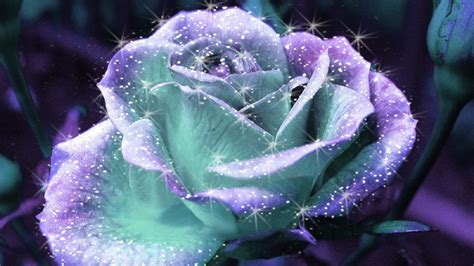 Sparkle Rose Beautiful Pictures Photo 19401614 Fanpop