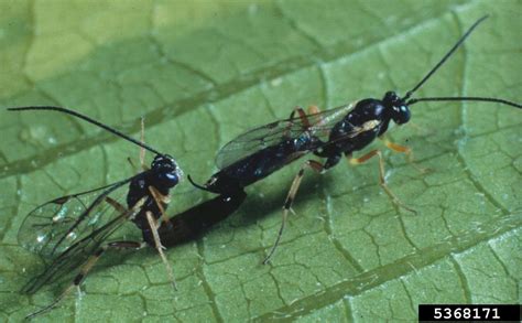 Ichneumonid Parasitoid Wasp Diadegma Semiclausum Hymenoptera