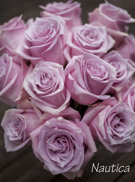 See full list on florgeous.com The Lavender & Purple Rose Study | Purple roses, Flower ...