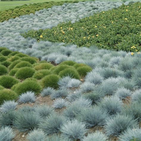 Blue Fescue Seed Festuca Cinerea Ornamental Grass Seeds