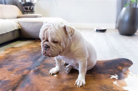 79 French Bulldog Belly Rash Image Bleumoonproductions