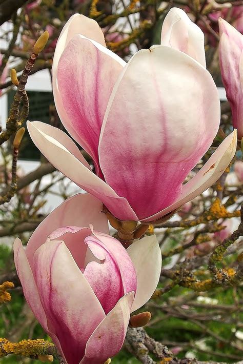 Bunga Magnolia Merah Jambu Foto Gratis Di Pixabay Pixabay