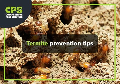 Termite Prevention Tips Competitive Pest Control