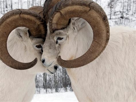 Yukon Sheep Bing Wallpaper Download