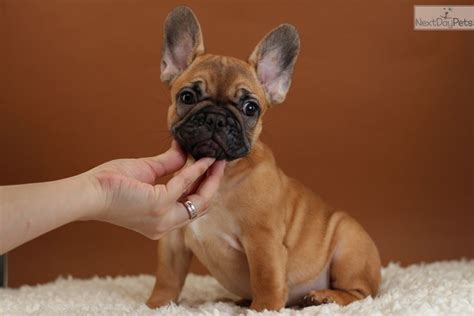 Our aim is to produce healthy and. French Bulldog puppy for sale near North Jersey, New ...