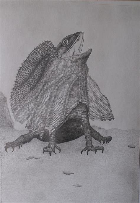 Start by drawing a curved line on both sides of the face to create the bulging eye socket—one of the most distinct physical features of a lizard. Magnificent Frill-necked Lizard Drawing by Brian Leverton
