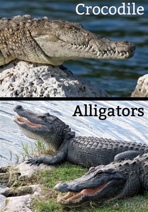 There are three groups, or families, of crocodilians: Number 16: Animal Quiz