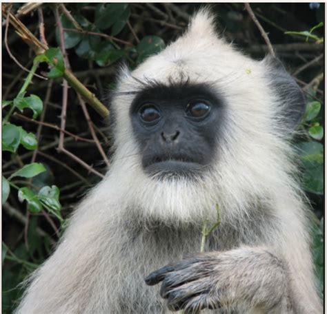 Indian Biodiversity Talks A Quick Guide To The Monkeys In Kalakkad