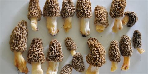 Morel Mushrooms Wisconsin 2015 All Mushroom Info