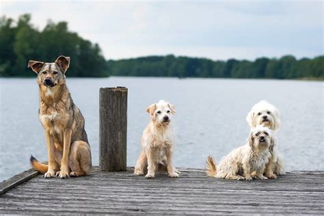 Das Sind Die Beliebtesten Hunderassen In Deutschland