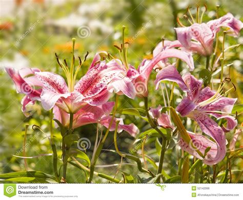 Pink Lilies Stock Photo Image Of Flower Flora Nature 52142066