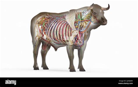 Cattle Anatomy Illustration Stock Photo Alamy