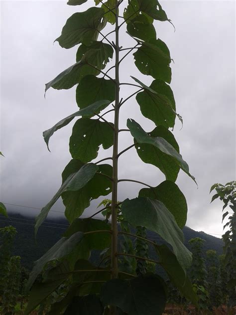 It is used in constructions, furniture, carriages, sports gmelina arborea is a popular timber for picture and slate frames, turnery articles and various types of brush backs, brush. Gmelina Arborea( Kumil , Sagwan) Pictures | Innovative ...