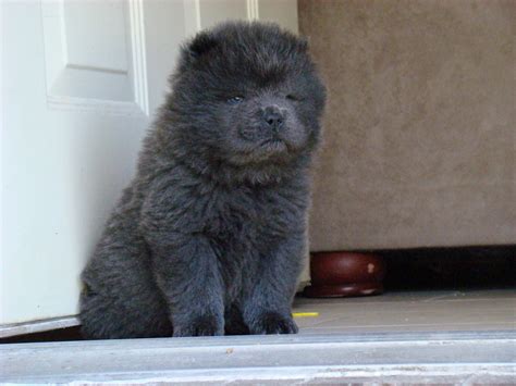 Blue Chow Puppy Male Blue Chow Puppy 7 Weeks Old Flickr