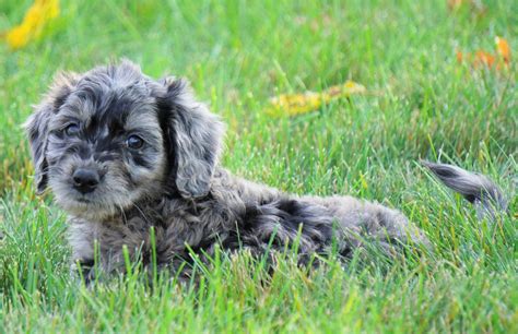 Mini Goldendoodle Blue Merle For Sale Loudenville Oh Female Sheila Ac Puppies Llc