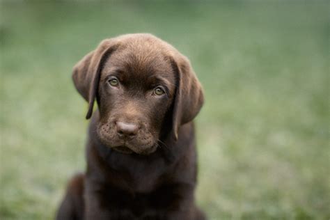 No chocolate lab should be sold prior to this age. Life is short for chocolate Labradors - Cosmos Magazine