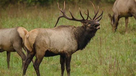 Wisconsin Dnr State Elk Herds Grow To Around 500 Animals