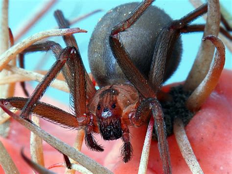 Dangerous Brown Recluse Spider May Be Wintering In Michigan Detroit
