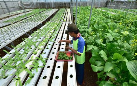 Segarnya Bisnis Sayuran Hidroponik Jagad Tani Petaninya Milenial