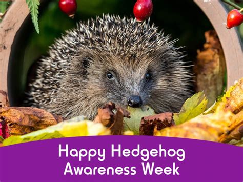 Hedgehog Awareness Week 2021 Spikes