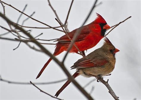 Male And Female Cardinal By Barnsis Redbubble
