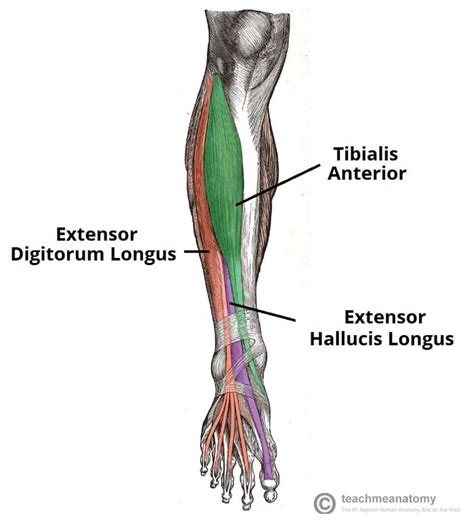 Muscles Of The Leg Anatomy Part Anterior Compartment Muscle My XXX Hot Girl