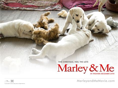 Marley & me is a cheerful family movie about a young couple starting out in life with a new house, new jobs, a new dog and then three children, who the dog doesn't eat, or the movie wouldn't be rated pg. Cute Dogs in Marley and Me Movie | Marley e eu, Filmes