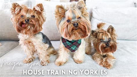 House Training Yorkies Yorkie Training Secrets Youtube