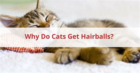 Also , if i may suggest, do not feed your cat people food. Why Do Cats Get Hairballs? Your Cat Hairball Questions ...