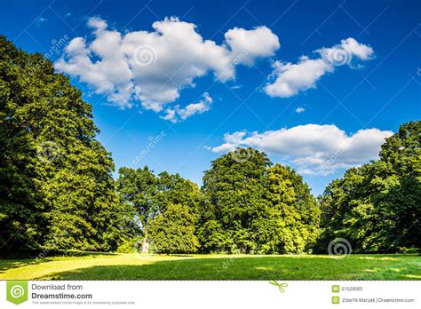 Park With Green Grass Trees And Deep Blue Sky Stock Image