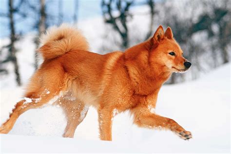 Finnish Spitz Dog Breed Information And Characteristics