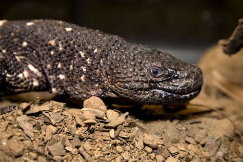 Guatemalan Beaded Lizard Zoo Atlanta