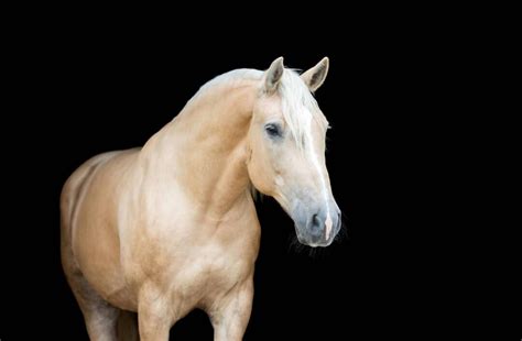 10 Differences Between Ponies And Horses Size Breeds