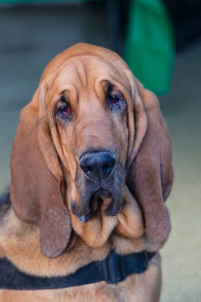 Bloodhound Stock Photos Pictures And Royalty Free Images Istock
